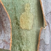 Contemplation of Body1